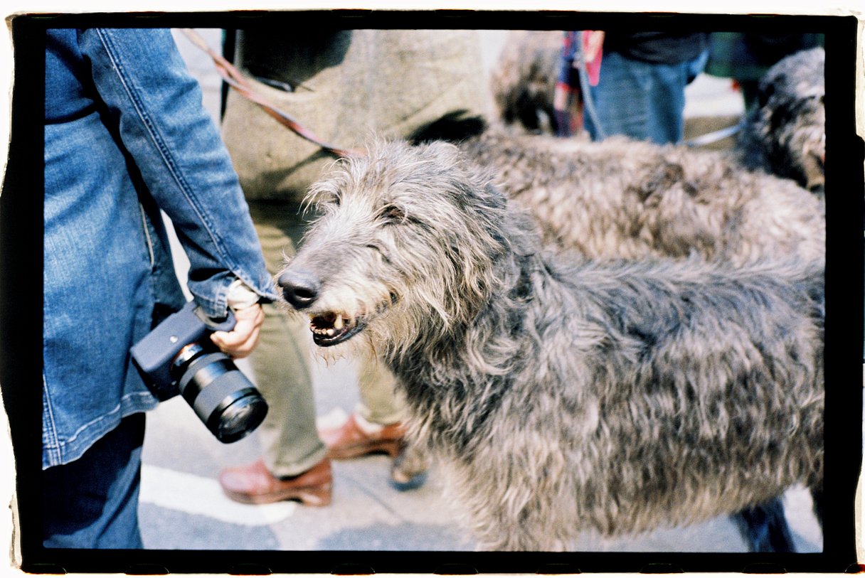 Kodak Ektacolor Pro 400 (120 Roll Film, Single Roll)