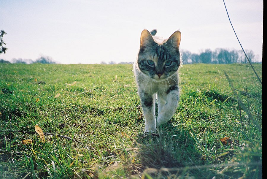 Kodak Ektacolor Pro 800