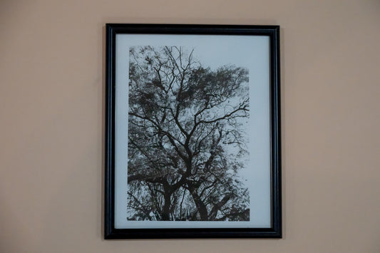 Tree, Spain Darkroom Print