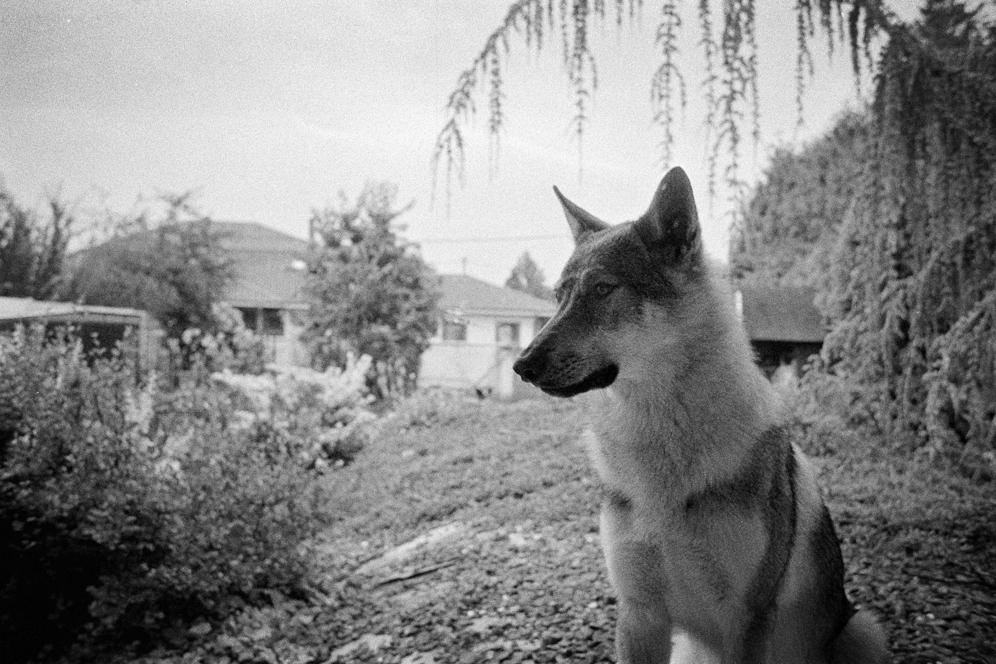 ILFORD HP5 400 B&W