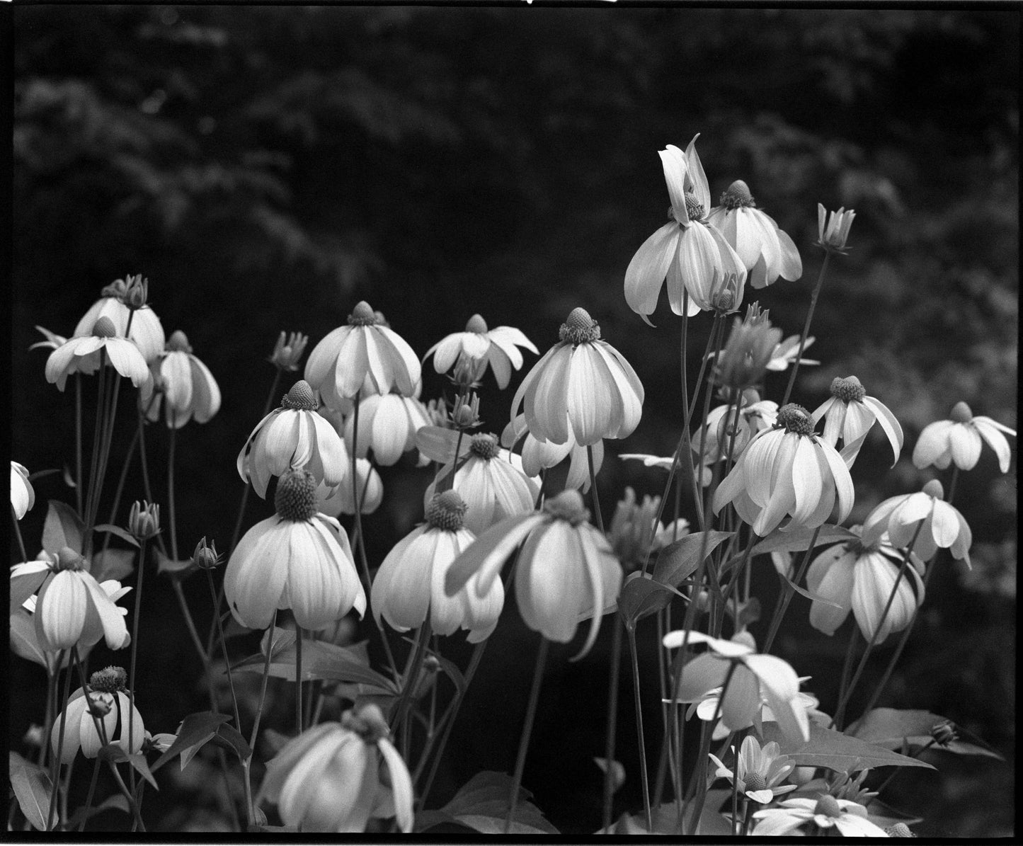 ILFORD HP5 400 B&W